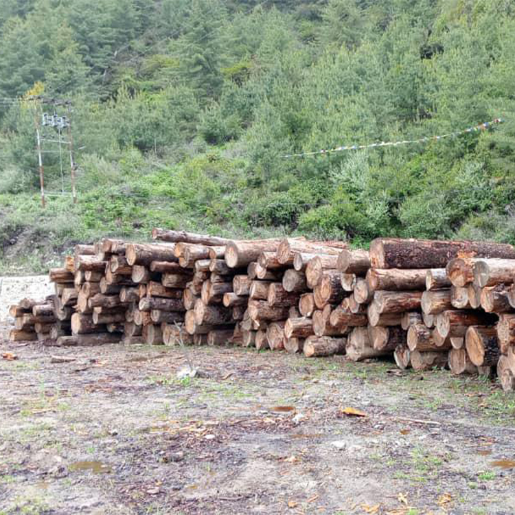 Logs(Blue Pine/MC)